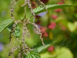 Indian stinging nettle(Tragia involucrata L.)